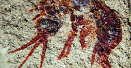 Ein rötlicher Umriss eines Flohkrebses auf gelblichem Stein