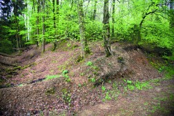 Wall des Bodendenkmals im Wald