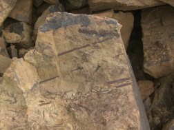 Ein Stein, auf dem Spuren von Fossilien zu erkennen sind.